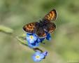 Lycaena helle (Menekşe Bakırgüzeli)